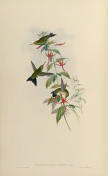 Chlorostilbon osberti